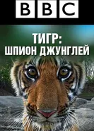 Постер BBC: Тигр – шпион джунглей 2008