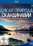 Постер Дикая природа Скандинавии 2011