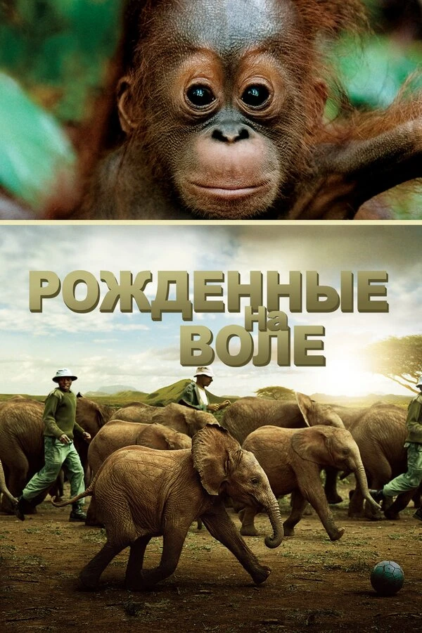 Рожденные на воле 2011 постер