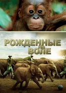 Постер Рожденные на воле 2011