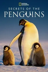 Постер Secrets of the Penguins