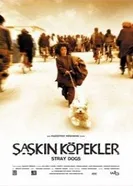 Постер Бродячие собаки 2004