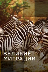 Постер Великие миграции 2010