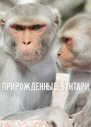 Постер Прирожденные бунтари 2018