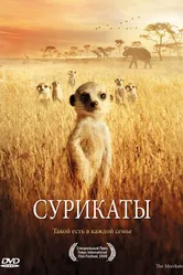 Постер Сурикаты 2007