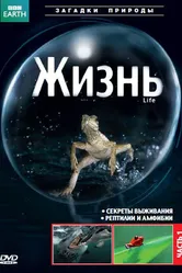 Постер BBC: Жизнь 2009