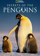 Постер Secrets of the Penguins